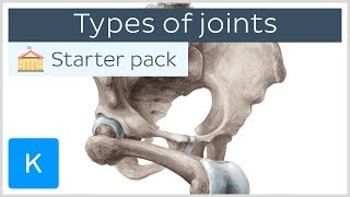 Types of joints in the human body  Anatomy amp Examples  Kenhub [upl. by Airotna557]