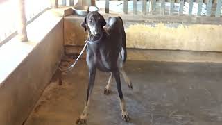 உறவினர் வீட்டில் சிப்பிப்பாறை நாய் Chippiparai dog in Relative Housechippiparai farm life kanni [upl. by Adle795]