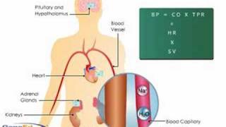 Aldosterone Action on the Kidney [upl. by Sillad845]