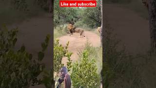 African wildlife safari 🦁lion wildlifeckbgoatfarm cat cow animals youtubeshorts [upl. by Atenahs]