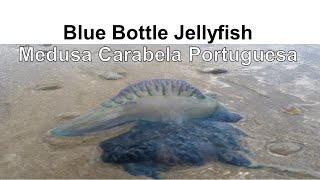 Blue Bottle Jellyfish 🎐 Australian Beach Dangerous Animals Medusa Carabela Portuguesa en la Playa [upl. by Mulderig]