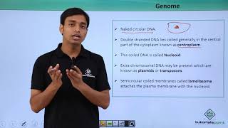 Class 11th – Cyanobacteria – Genome  Biological Classification  Tutorials Point [upl. by Eltsirk297]