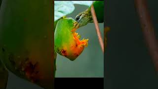 Barbet bird arrived to eat this papaya shorts birds nature [upl. by Aiasi35]