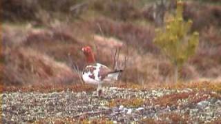 DALRIPA Willow Ptarmigan Lagopus lagopus Klipp  89 [upl. by Dnalloh]