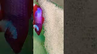 Male Betta Fish Ready with Bubbles Nest  Ready for Breeding [upl. by Anita]