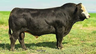 Black Simmental bulls [upl. by Hamitaf]