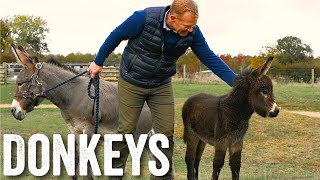 Thinking of keeping donkeys  Adam Hensons Farm Diaries  Ep23 [upl. by Lalo]