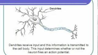 Neuron Structure C  Correct [upl. by Gray45]