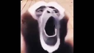 The Screaming Gibbon gibbonsound gibbonscream gibbon funnygibbon funnygibbonsound shorts wow [upl. by Gilges835]