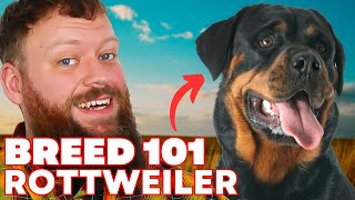 Rottweiler Breed 101 Everything You Need To Know [upl. by Onateag231]