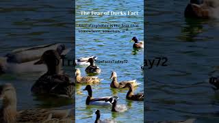 The Fear of Ducks Fact shortsfeed truefacts truefactstoday shorts viralvideo AnimalHT2721 [upl. by Karylin300]