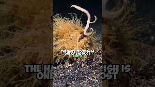 The Hairy Frogfish The Most Unusual Hunting Strategy in the World [upl. by Bernadette]