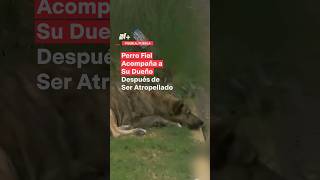 Perro fiel acompaña a su dueño atropellado nmas puebla shorts [upl. by Warrin]