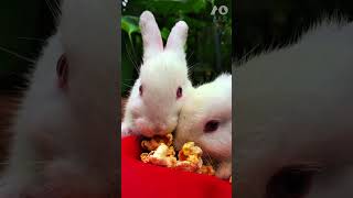 2 RABBITS ENJOYING POPCORN rabbitfood rabbit petlifestyle rabbiteating bunny pet cute viral [upl. by Dibri]