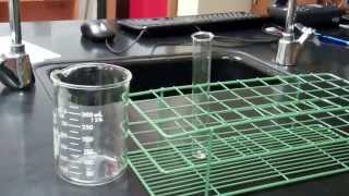 Cell Membrane Permeability Lab [upl. by Nance]