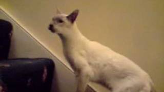 Weirdo Siamese Cat It barks like a dog or crows like a raven [upl. by Alim193]