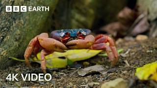 A Journey Across Our Planet  4K UHD  Planet Earth II  BBC Earth [upl. by Blackmun460]