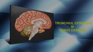 Lecția 7  Trunchiul cerebral și nervii cranieni [upl. by Siobhan]