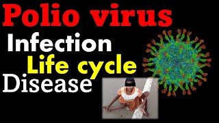 Polio virus life cycle explained [upl. by Eilyak]