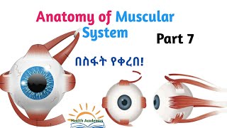 Anatomy of Muscular System OcularEye Muscles Interesting Video Lecture with Amharic SpeechPart 7 [upl. by Esbensen]