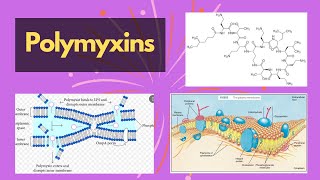 Polymyxins  polymyxins cell membrane inhibitors and their functions  polymyxin chemical structure [upl. by Stevens]