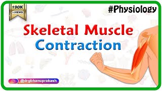 Skeletal muscle contraction  Muscle physiology Animations [upl. by Wind]