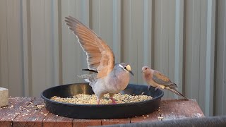 Dove forgets that the Bronzewing isnt a pushover like the other Doves [upl. by Abehsat]