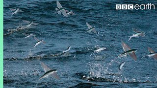 Flying Fish Picked Off From Above And Below  The Hunt  BBC Earth [upl. by Ailero50]