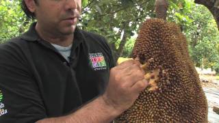 Jakfruit with the Tropical Fruit Growers of South Florida [upl. by Zoa]