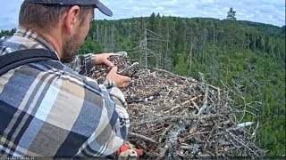 kalakotkas2 20170710 10h27m Osprets are banded [upl. by Ailido]