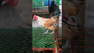 bantam backyardbreeder farming [upl. by Kcirderf]