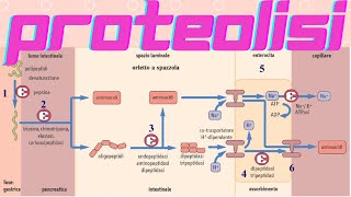 Proteolisi Digestione proteine alimentari dalla dieta [upl. by Valencia252]