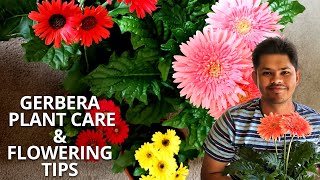 Gerbera Plant Care and Flowering Tips  Tips to Avoid Fungal Attack [upl. by Noivart]