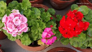 How to grow Geranium Flowers in Pots  From Plantation of Saplings to Full Bloom  Complete Guide [upl. by Hrutkay]