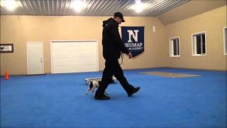 Lucy French Bulldog Dog Training Boot Camp Video [upl. by Yroj]