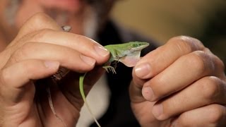 6 Cool Facts about GreenBrown Anoles  Pet Reptiles [upl. by Cupo]