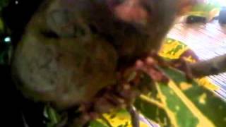 Tarsier Freaking Out in Bohol Philippines [upl. by Rodina]