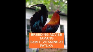 Sabong tips BREEDING ADVISE TAMANG GAMOTVITAMINS AT PATUKA [upl. by Robin912]