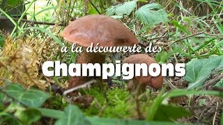 Les champignons comestibles [upl. by Dnarud426]