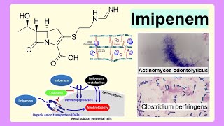 imipenem [upl. by Ynned]