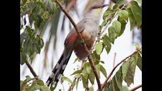 Coccyzus longirostris Hispaniolan Lizard Cuckoo [upl. by Alleinad]