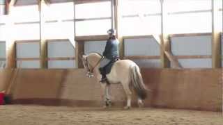 Alix Fjord Horse  Learning his Lateral Work [upl. by Okika]