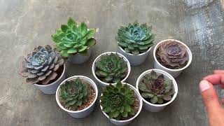 LET’S TALK ABOUT SOME MISTAKES WITH SUCCULENT KEEPING [upl. by Japheth]