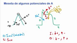 Meseta en algunos potenciales de acción y Restablecimiento iónico [upl. by Nylloc]