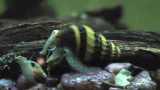 Assassin Snail Hunting down Killing Eating another snail [upl. by Wylde]