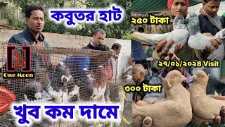 Uluberia pet market  Current Exotic Pigeons Price Update at Uluberia 27012024 Visit  One Moon [upl. by Arbmat604]