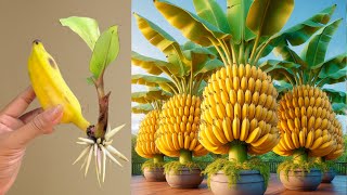 Great Technique For Getting Banana Tree From Banana Fruit Using Aloe Vera how to grow banana tree [upl. by Cran444]