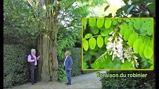 ARBRE REMARQUABLE  LE ROBINIER DE NAPOLÉON AU DOMAINE DE VERSAILLES [upl. by Arahsak496]