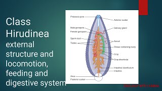 Phylum Annellida Class Hirudinea  structure LocomotionFeeding and digestive system of Hirudinea [upl. by Gnolb]