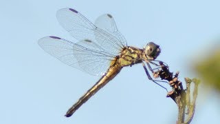 Dragonfly laying eggs by dipping tail in water [upl. by Eural453]